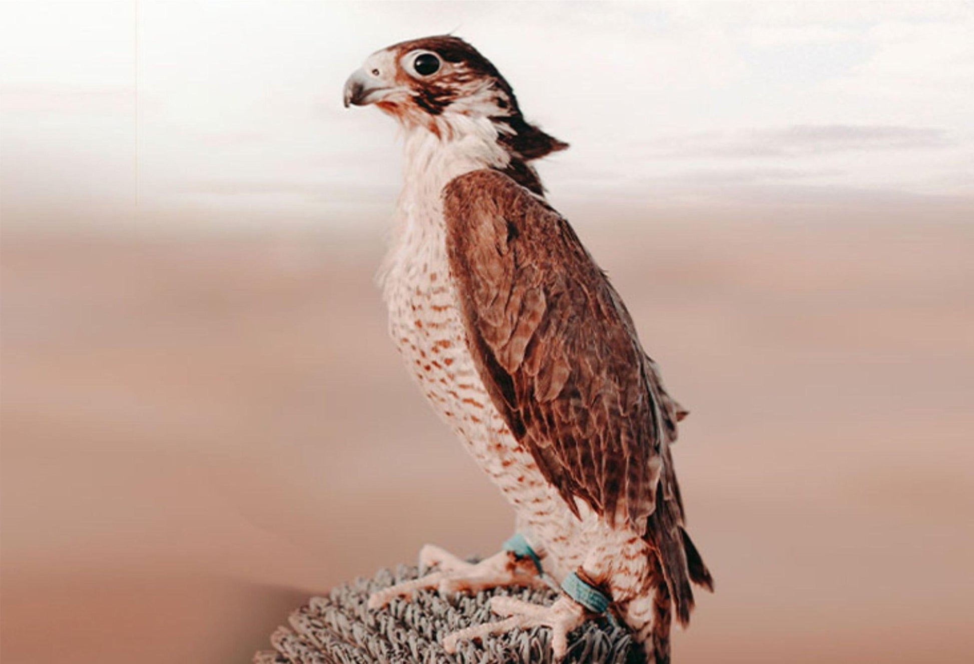 Photo Shoot with Falcon - Flame Travel Dubai